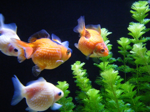 まん丸の姿が超かわいい金魚 ピンポンパール の飼育方法と導入時の注意について Aquarium Favorite
