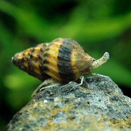 小型巻貝を食べる貝 キラー アサシン スネール の飼育方法や導入時の注意点 Aquarium Favorite